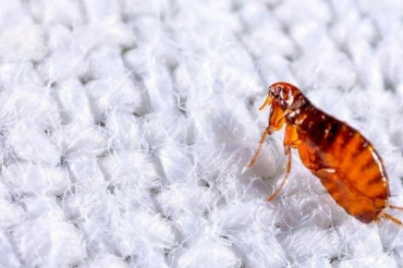 How To Kill Fleas In Carpet? 8 Most Effective Ways Recommended By KATA